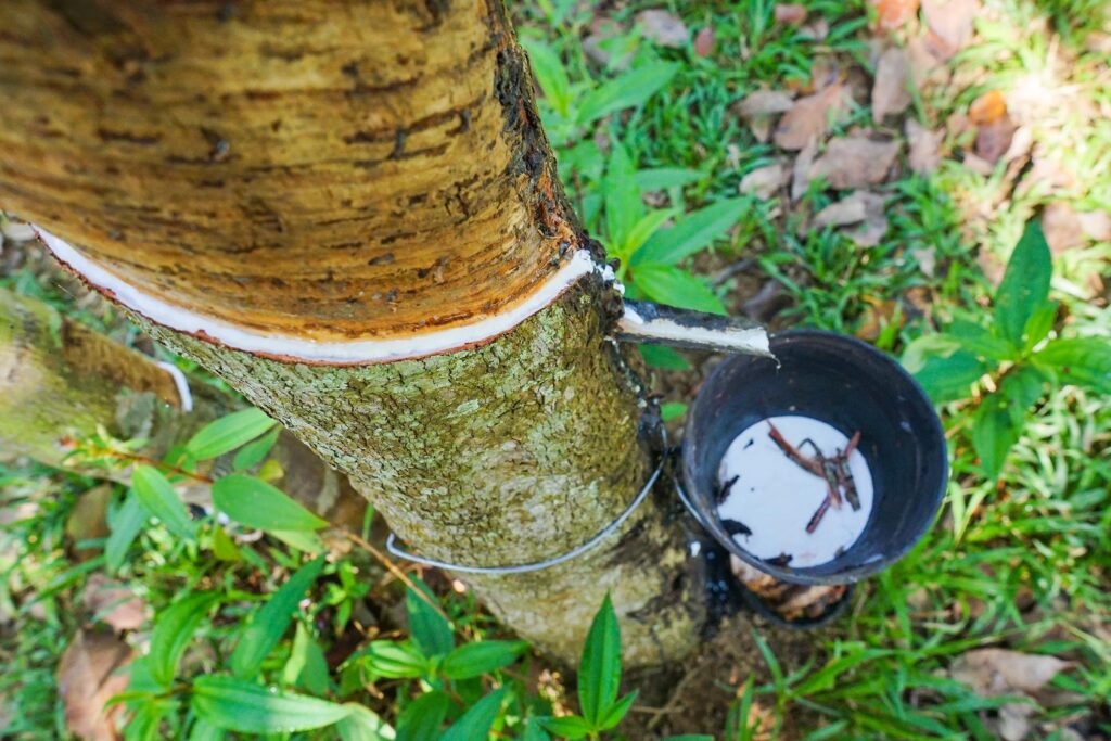 کاربردهای صمغ درخت گیاه کائوچو